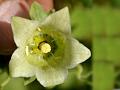 Dangshen Bellflower